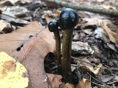 Tolypocladium capitatum