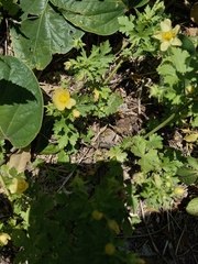 Modiolastrum malvifolium