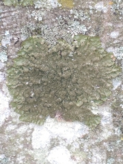 Melanohalea exasperatula