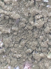 Melanohalea exasperatula