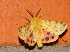Diacrisia purpurata