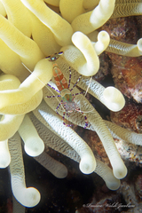 Periclimenes yucatanicus