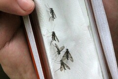 Athericidae