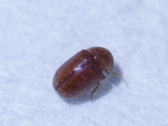 Coleoptera