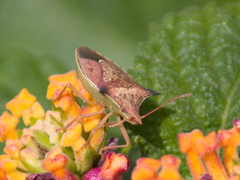 Carpocorini