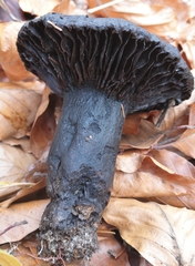 Russulales