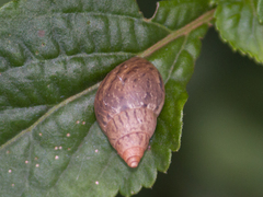 Bulimulus
