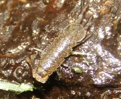 Asellus aquaticus