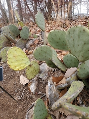 Opuntia basilaris