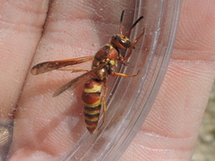 Euodynerus pratensis