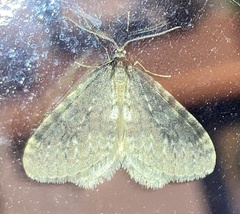 Operophtera occidentalis