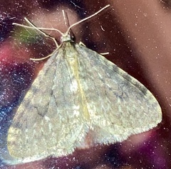 Operophtera occidentalis