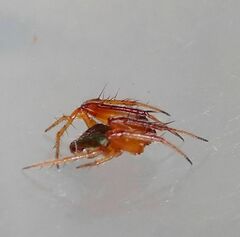 Araneus viridiventris