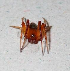 Araneus viridiventris