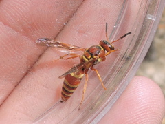 Euodynerus pratensis