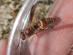 Euodynerus pratensis