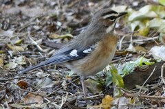 Cercotrichas quadrivirgata