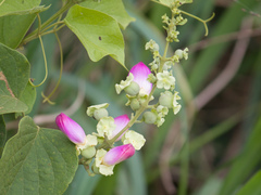 Bignonieae