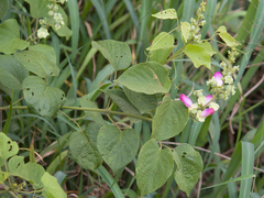 Bignonieae