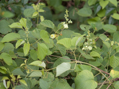 Bignonieae