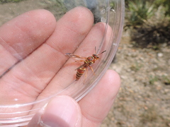 Euodynerus pratensis