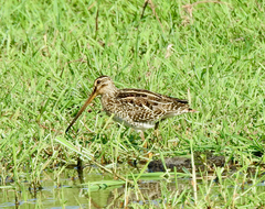 Gallinago nigripennis