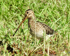 Gallinago nigripennis