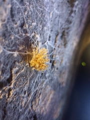 Teloschistes flavicans