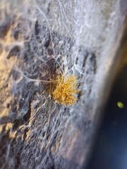 Teloschistes flavicans