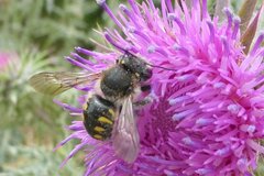 Anthidium septemspinosum