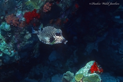 Lactophrys triqueter