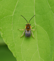 Eucera