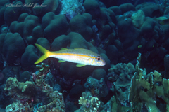 Mulloidichthys martinicus