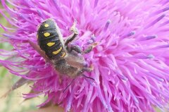 Anthidium septemspinosum