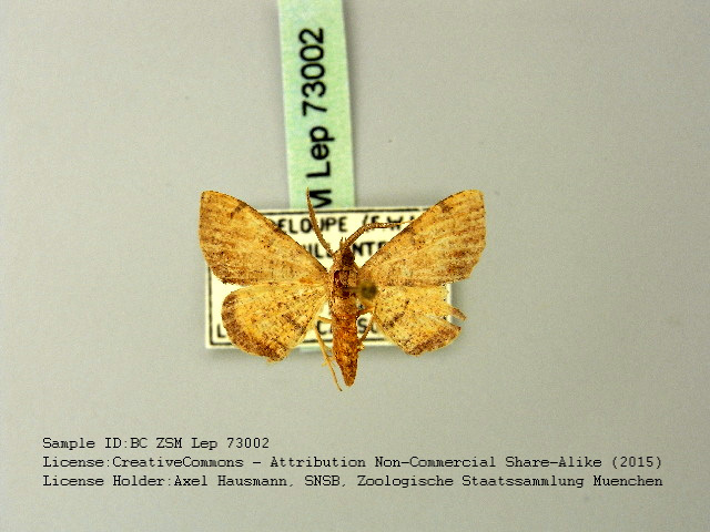 Cyclomia mopsaria