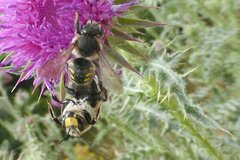 Anthidium septemspinosum