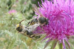 Anthidium septemspinosum