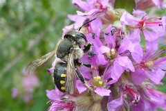 Anthidium septemspinosum