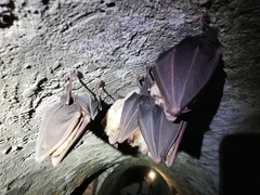Rhinolophus ferrumequinum