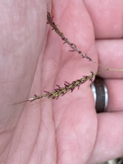 Bothriochloa