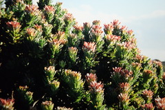 Mimetes fimbriifolius