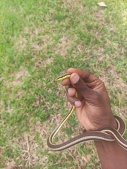 Psammophis elegans