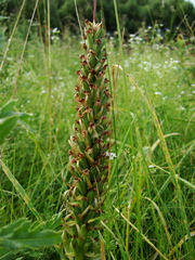 Dactylorhiza incarnata cruenta