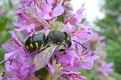 Anthidium septemspinosum
