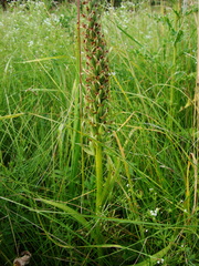 Dactylorhiza incarnata cruenta