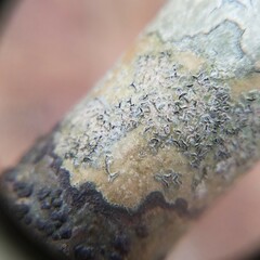 Phaeographis erumpens