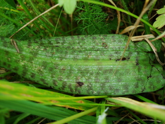 Dactylorhiza incarnata cruenta