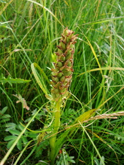 Dactylorhiza incarnata cruenta