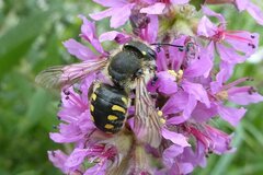 Anthidium septemspinosum