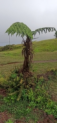 Cyathea weatherbyana